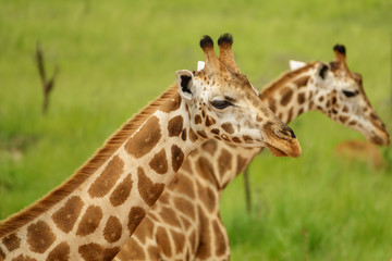 Closeup of two giraffes in Murchison Park, Uganda
