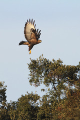 Common buzzard. Buteo buteo