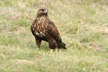Common buzzard. Buteo buteo
