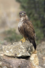 Common buzzard. Buteo buteo