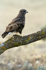 Common buzzard. Buteo buteo
