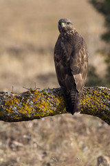 Common buzzard. Buteo buteo