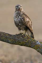 Common buzzard. Buteo buteo