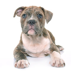 Fototapeta premium puppy american staffordshire terrier