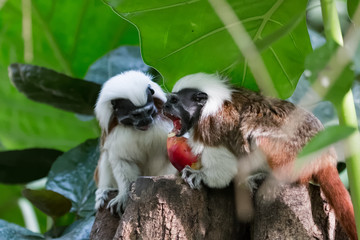 Deux tamarins à crête blanche se nourrissant