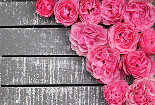 Pink Terry Rose On A Gray Wooden Background