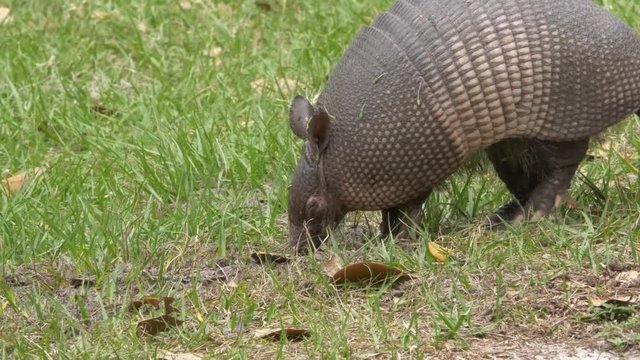 Armadillo vs Fire Ants, 4K