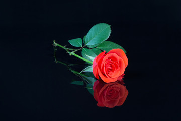 Red rose on a dark background