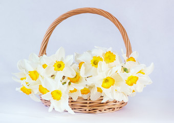 Fototapeta na wymiar Daffodils in a basket, Narcissus