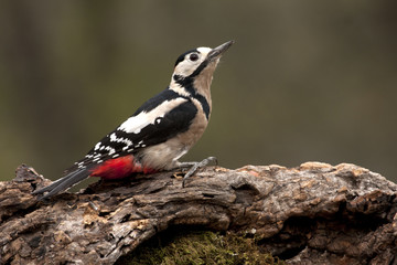 Adult male of Great spotted woodpecker. Dendrocopos major