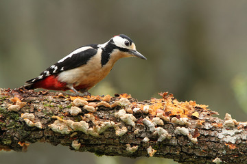 Adult male of Great spotted woodpecker. Dendrocopos major