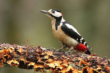 Adult male of Great spotted woodpecker. Dendrocopos major