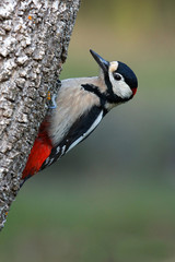 Adult male of Great spotted woodpecker. Dendrocopos major