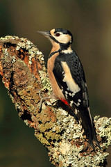 Adult female of Great spotted woodpecker. Dendrocopos major