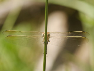 Dragon Fly peeking