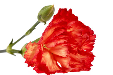 Flower of red carnation (Dianthus caryophyllus)  on white background