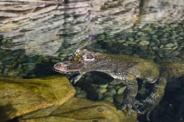 Obraz premium Alligator de Chine