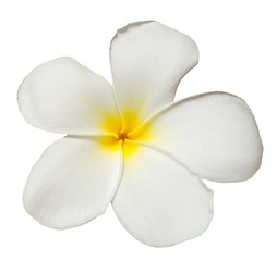 Fototapeta na wymiar White yellow plumeria flower isolated on white background