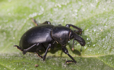 bug elephant, weevil