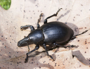 bug elephant, weevil
