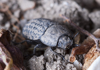 ground beetle