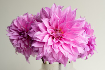 Close up of bright pink dahlias in glass vase against white wall (selective focus)