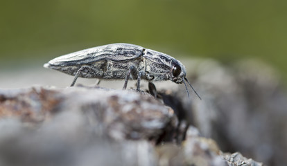 large bug the bark beetle on an old log in a native habitat