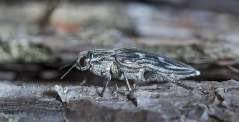 large bug the bark beetle on an old log in a native habitat