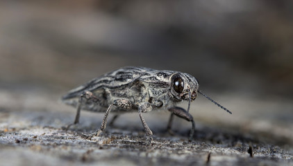 large bug the bark beetle on an old log in a native habitat