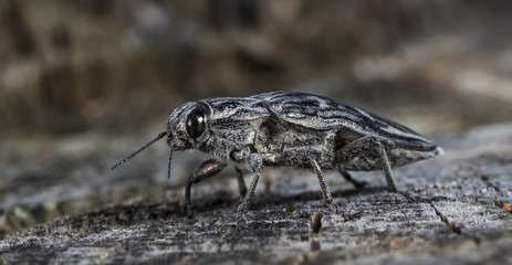 large bug the bark beetle on an old log in a native habitat