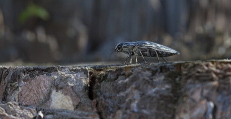 large bug the bark beetle on an old log in a native habitat