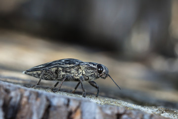 large bug the bark beetle on an old log in a native habitat