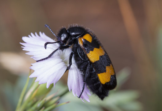 live bug on a flower, in a native habitat