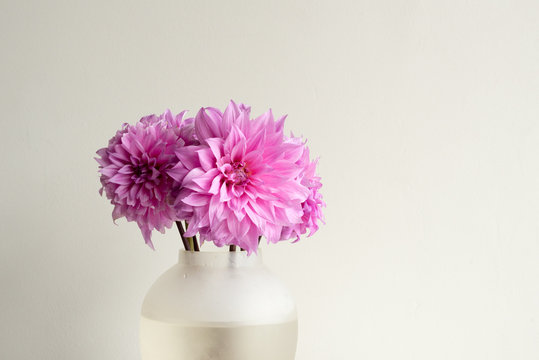 Cropped view of bright pink dahlias in glass vase against white wall