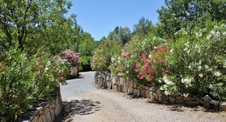 Fototapeta na wymiar Entrance / driveway to french house surrounded by oleander bushes and stone walls