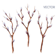 Hand drawn vector watercolor spring willow tree branches set isolated on white. Twigs with buds 