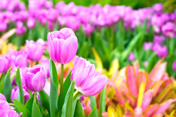 Fototapeta na wymiar Tulips flower