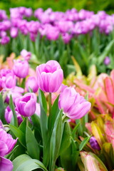 Naklejka premium Tulips flower