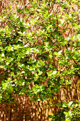 evergreen hedges
