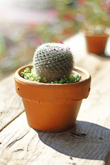 Variety of small beautiful cactus in the pot