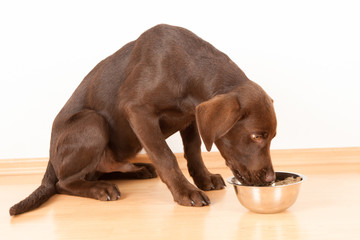 Labrador frisst aus einem Napf