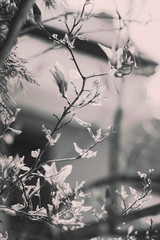 magnolia with light background