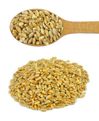Wheat grains isolated