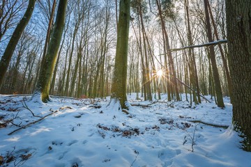 Winter woods in Poland