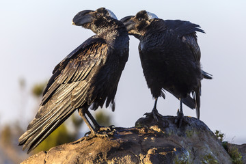 Thick-billed Raven (Corvus crassirostris). Ethiopia, Simien Mountains National Park