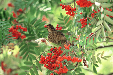 fieldfare bird