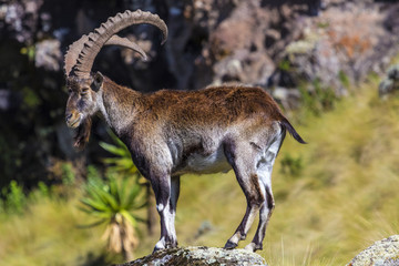 Walia Ibex (Capra walie), males. Ethiopia, Simien Mountains National Park - obrazy, fototapety, plakaty