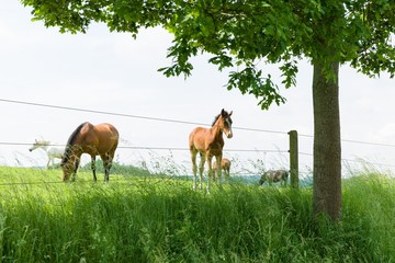 Fohlen auf der Weide mit Zaun und Baum im Vordergrund