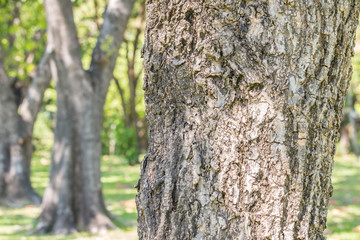 Tree trunk, name: Silver trumpet tree, Tabebuia aurea.