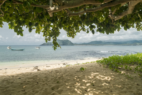 Praia tropical de sao tome vista de baixo de uma arvore